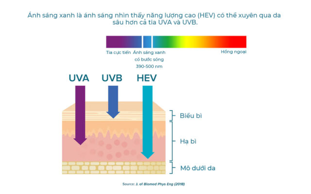 Với bước sóng trong khoảng từ 390 đến 500 nm, ánh sáng xanh có thể xuyên qua da sâu hơn cả tia UVA và UVB , kéo dài qua lớp biểu bì sâu bên trong lớp mô hạ bì.